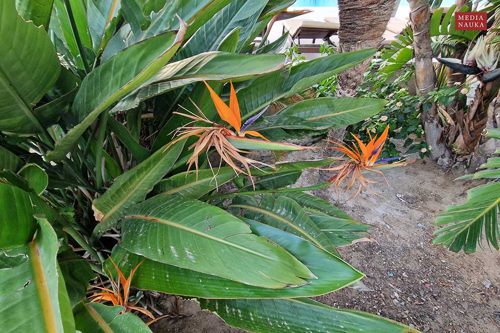 strelicja królewska (Strelitzia reginae)