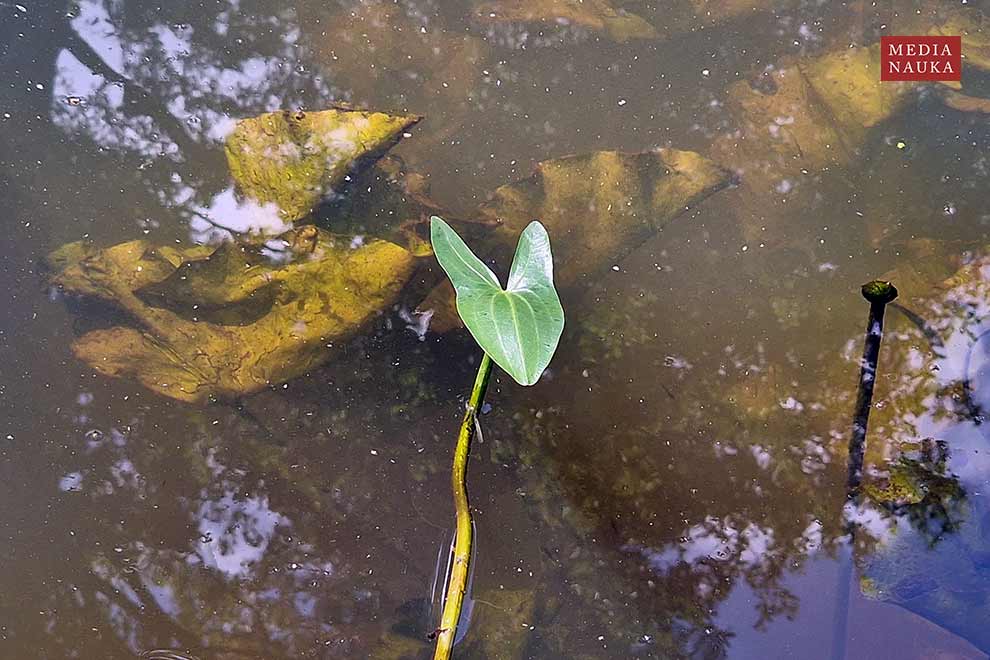 strzałka wodna (Sagittaria sagittifolia)