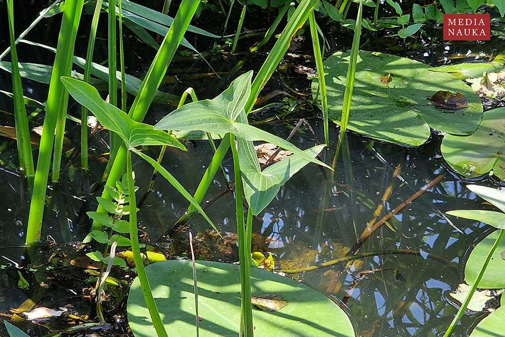 strzałka wodna (Sagittaria sagittifolia)