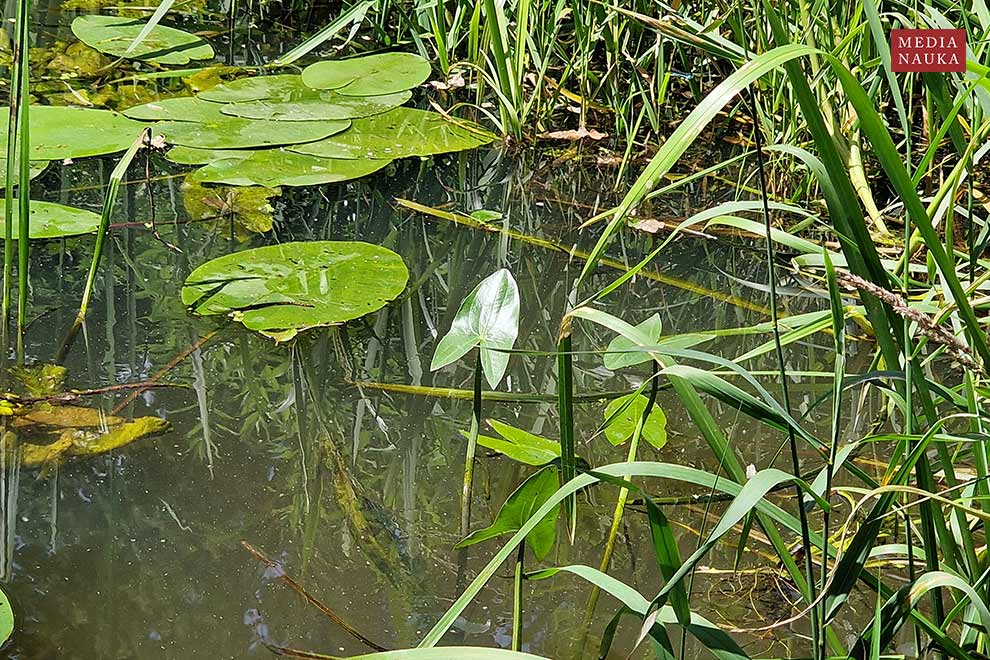 strzałka wodna (Sagittaria sagittifolia)