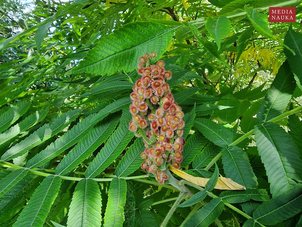 sumak octowiec (Rhus typhina)