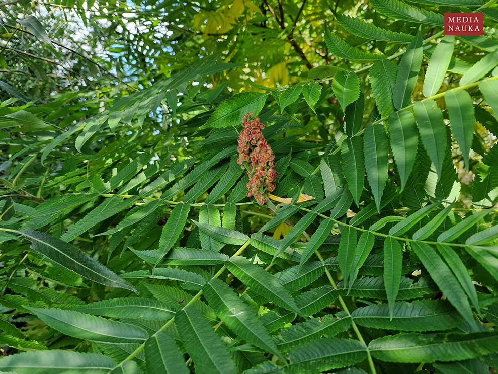 sumak octowiec (Rhus typhina)