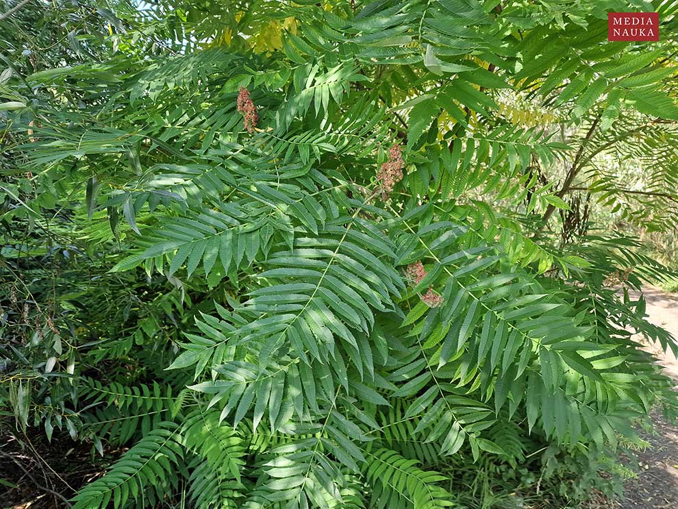 sumak octowiec (Rhus typhina)