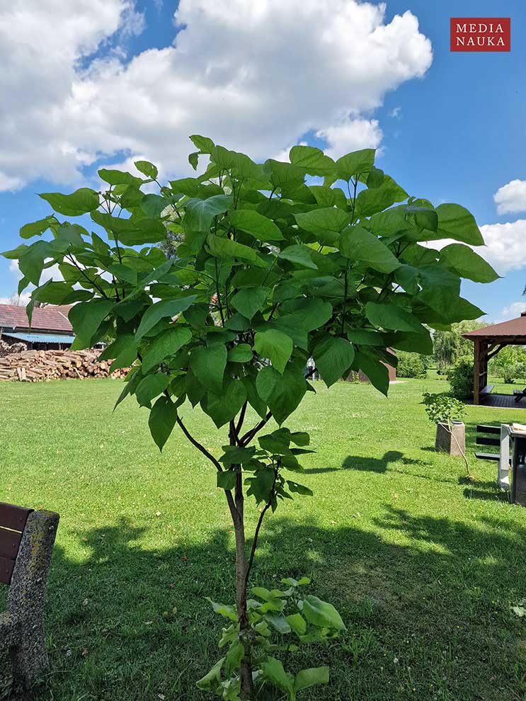 surmia bignoniowa, surmia zwyczajna (Catalpa bignonioides)