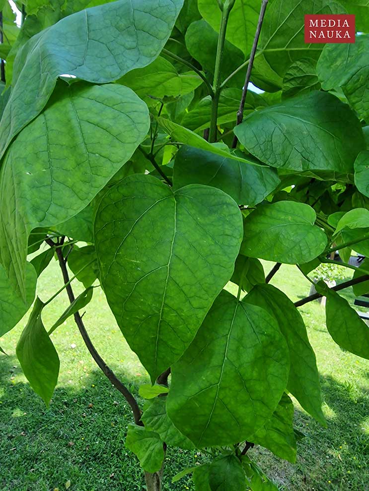 surmia bignoniowa, surmia zwyczajna (Catalpa bignonioides)