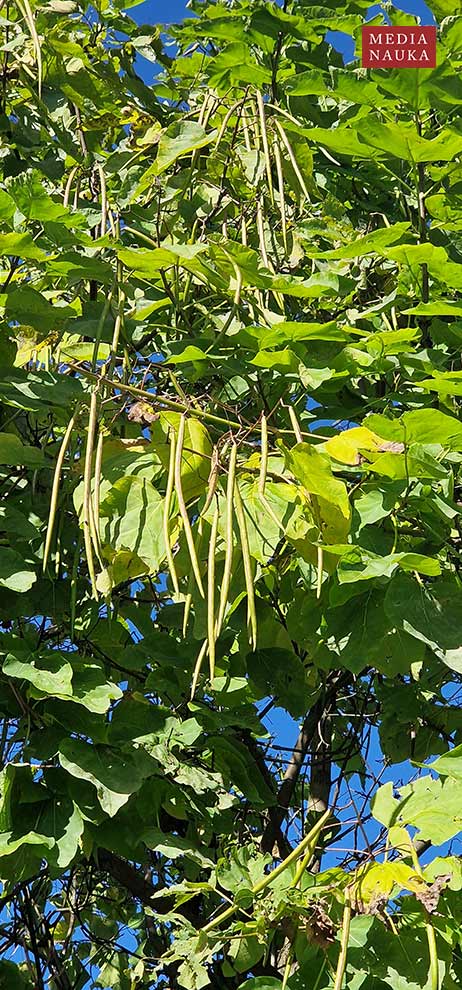 surmia bignoniowa, surmia zwyczajna (Catalpa bignonioides)