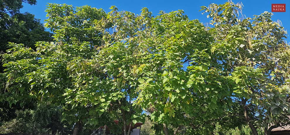 surmia bignoniowa, surmia zwyczajna (Catalpa bignonioides)