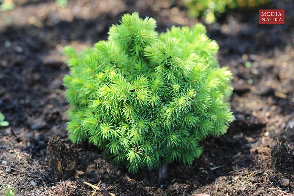 świerk biały (Picea glauca)