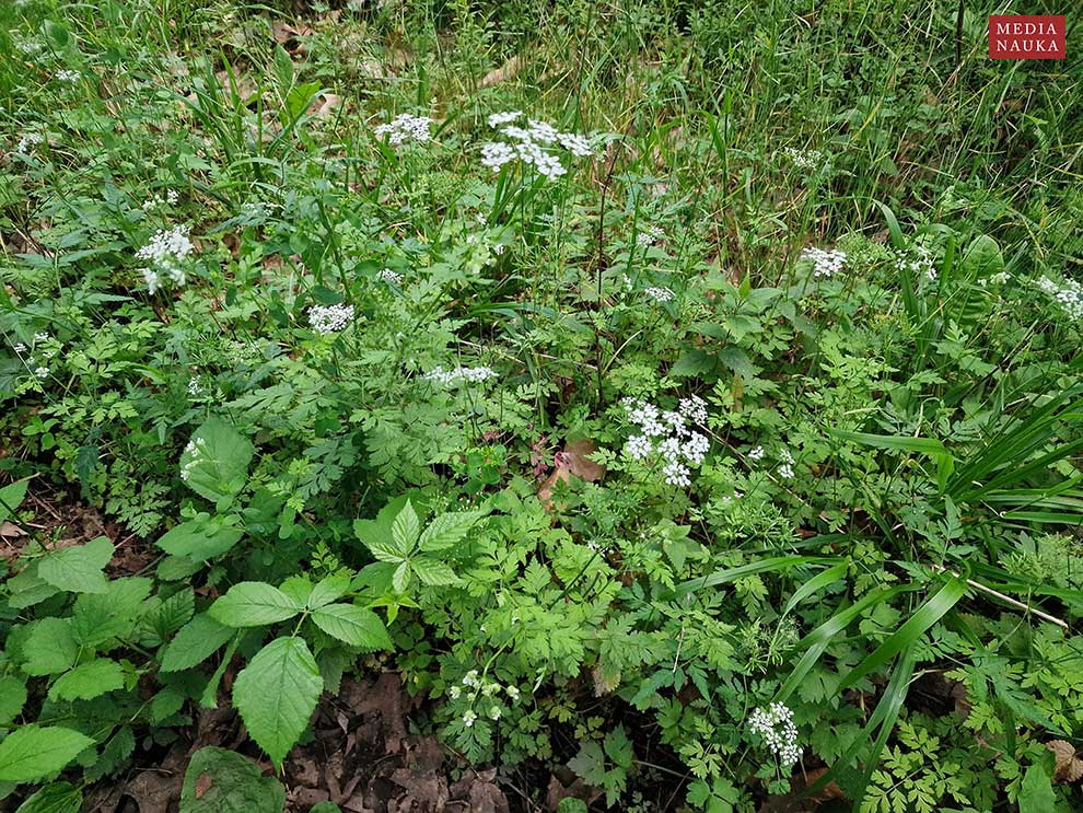 świerząbek gajowy, blekotek (Chaerophyllum temulentum)