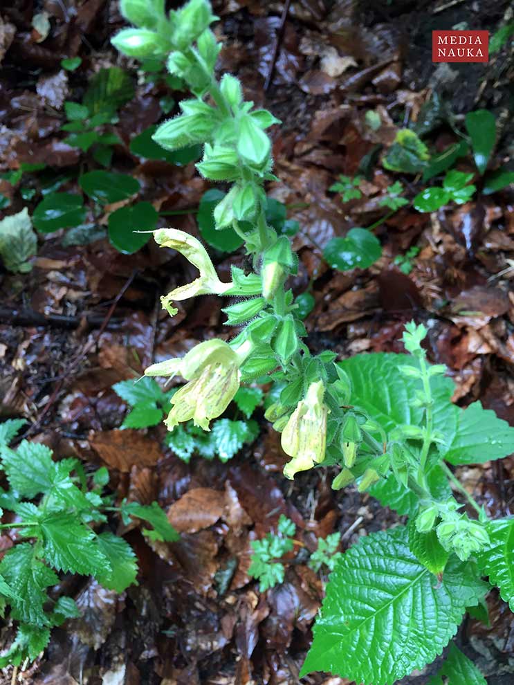 szałwia lepka (Salvia glutinosa)