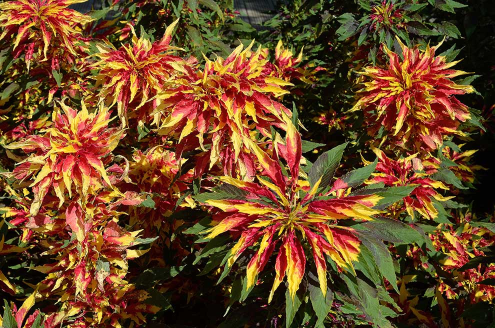 szarłat trójbarwny (Amaranthus tricolor)