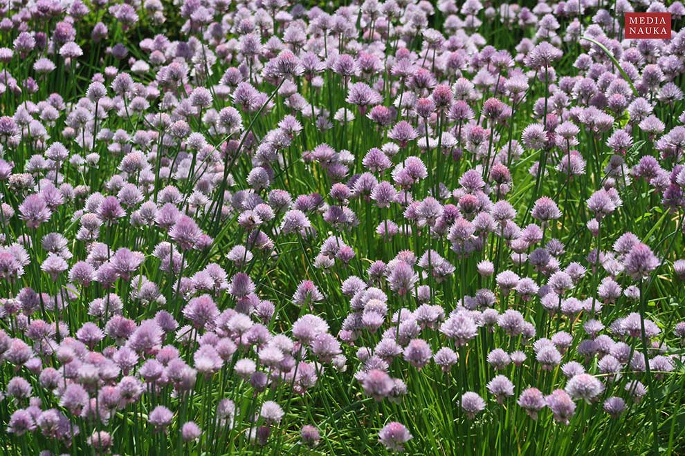 szczypiorek (Allium schoenoprasum)