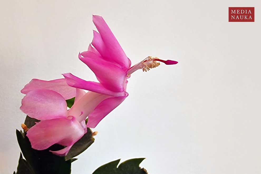 szlumbergera ucięta (Schlumbergera truncata)