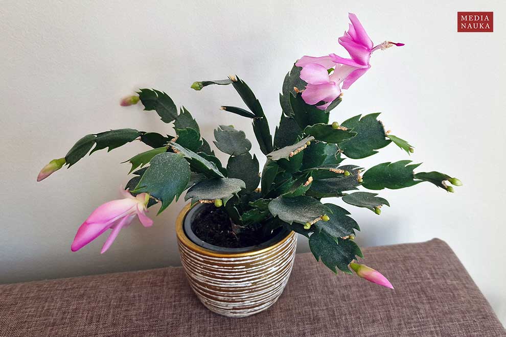 szlumbergera ucięta (Schlumbergera truncata)