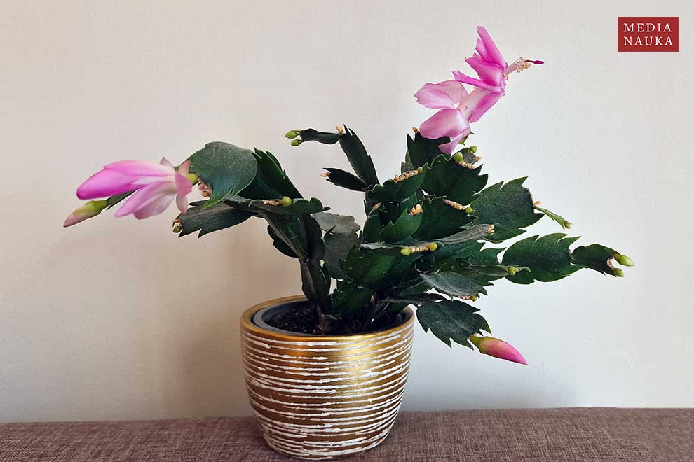 szlumbergera ucięta (Schlumbergera truncata)