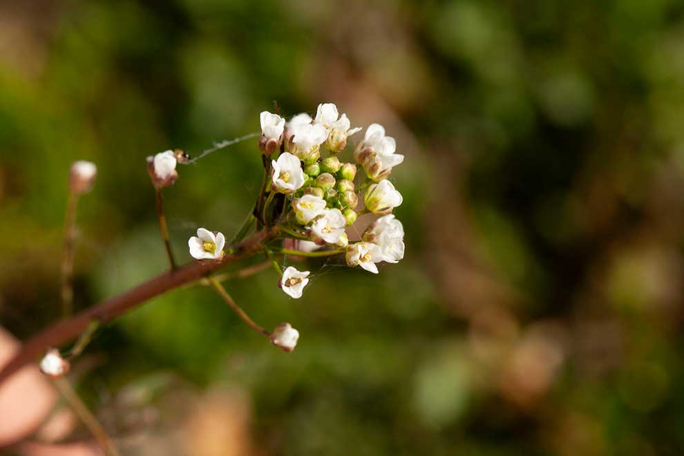 tasznik pospolity (Capsella bursa-pastoris)