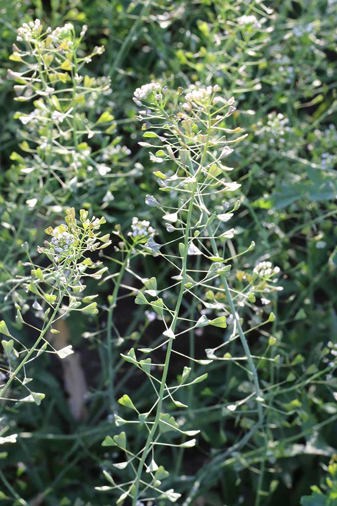 tasznik pospolity (Capsella bursa-pastoris)