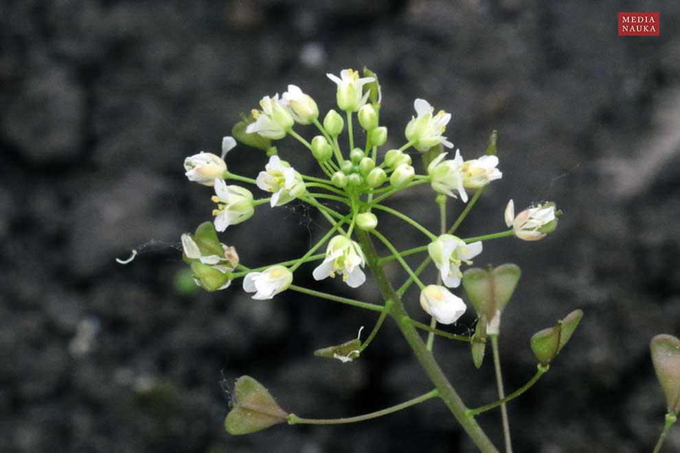 tasznik pospolity (Capsella bursa-pastoris)