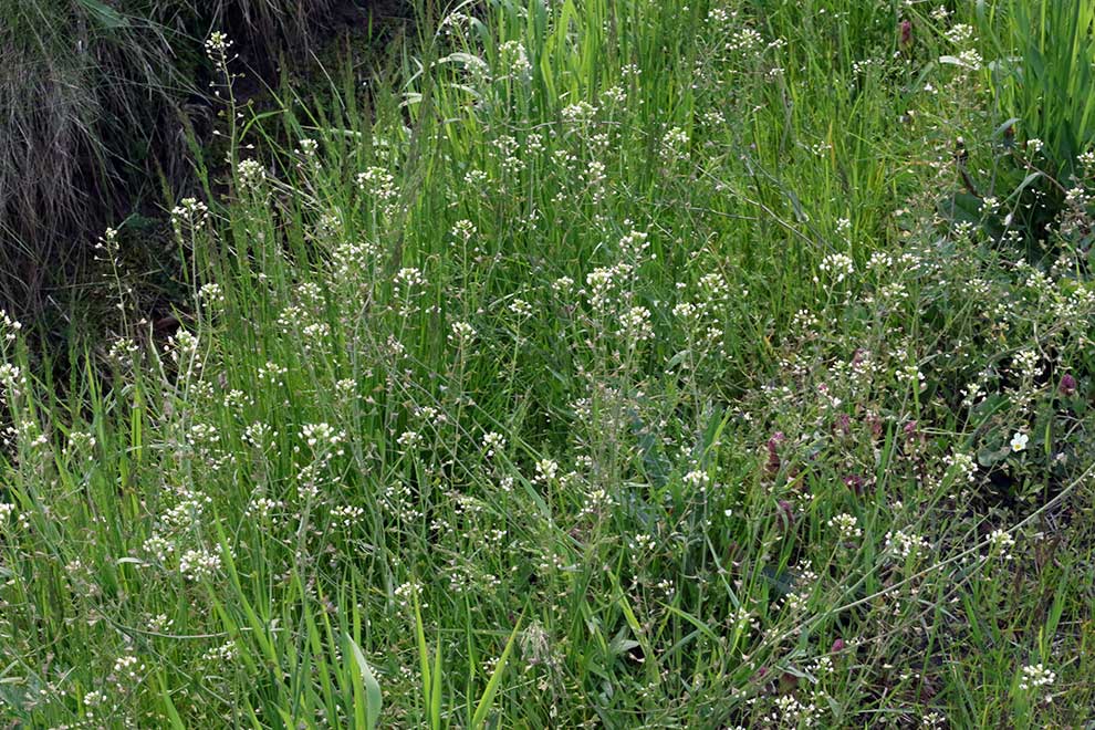 tasznik pospolity (Capsella bursa-pastoris)