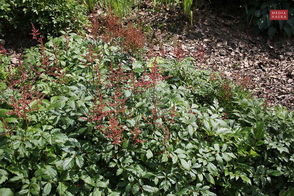 tawułka Arendsa, astilbe Arendsa