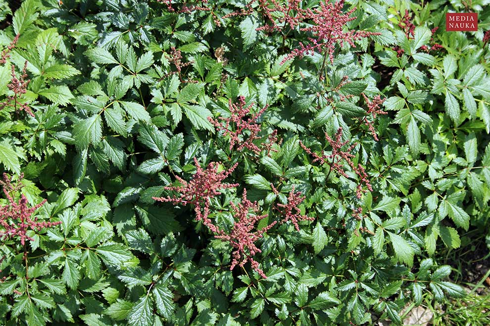 tawułka Arendsa, astilbe Arendsa