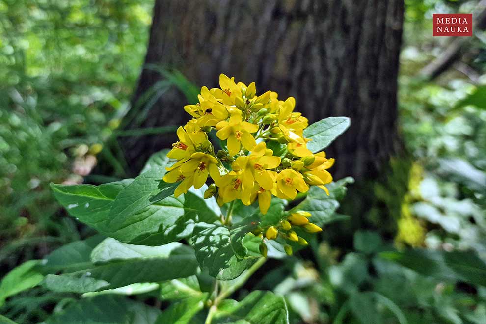 tojeść zwyczajna, tojeść pospolita (Lysimachia vulgaris)