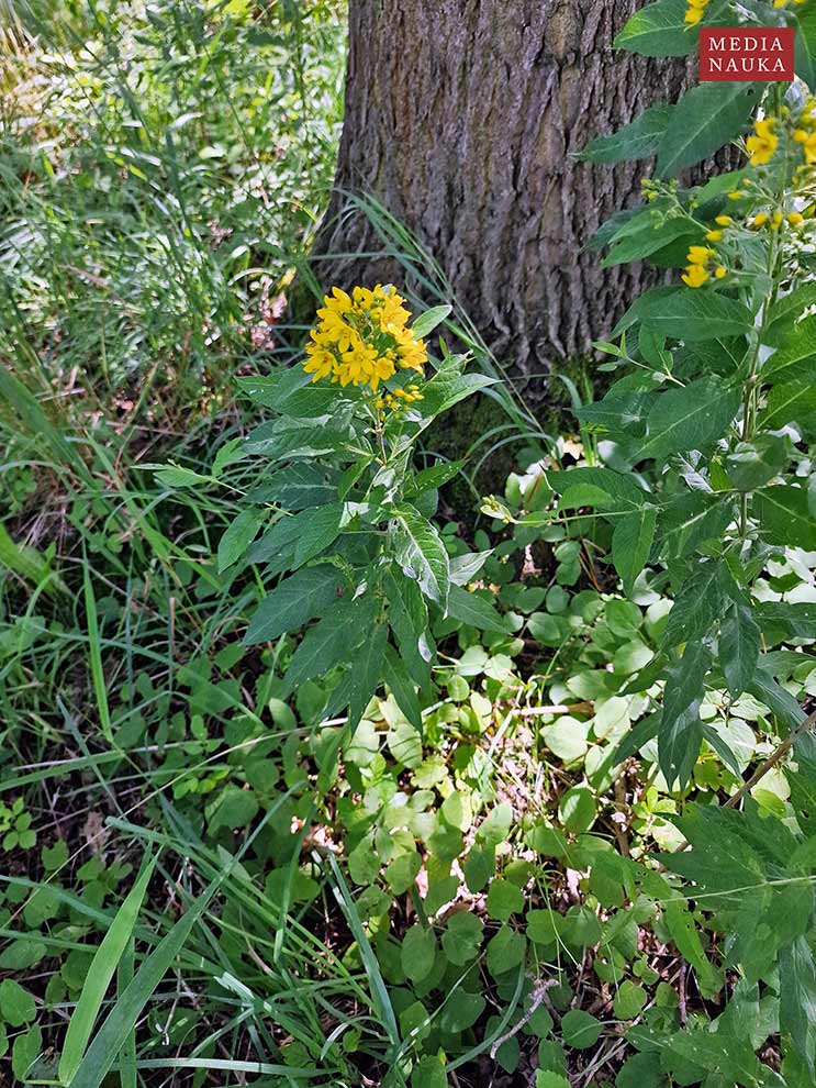 tojeść zwyczajna, tojeść pospolita (Lysimachia vulgaris)