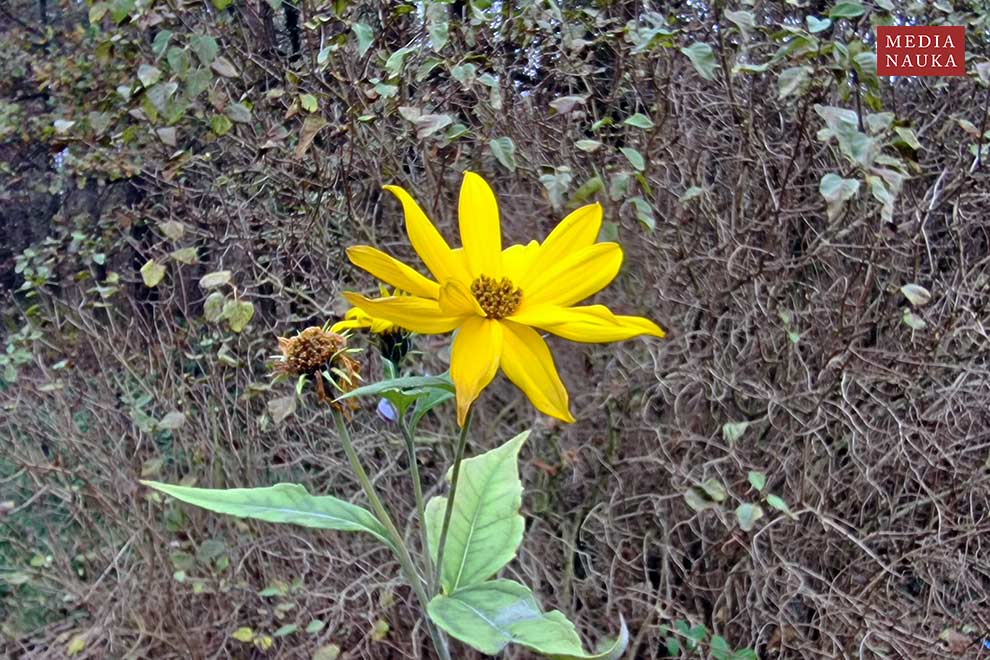 słonecznik bulwiasty, topinambur (Helianthus tuberosus)