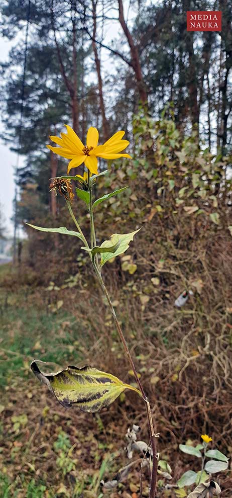 słonecznik bulwiasty, topinambur (Helianthus tuberosus)