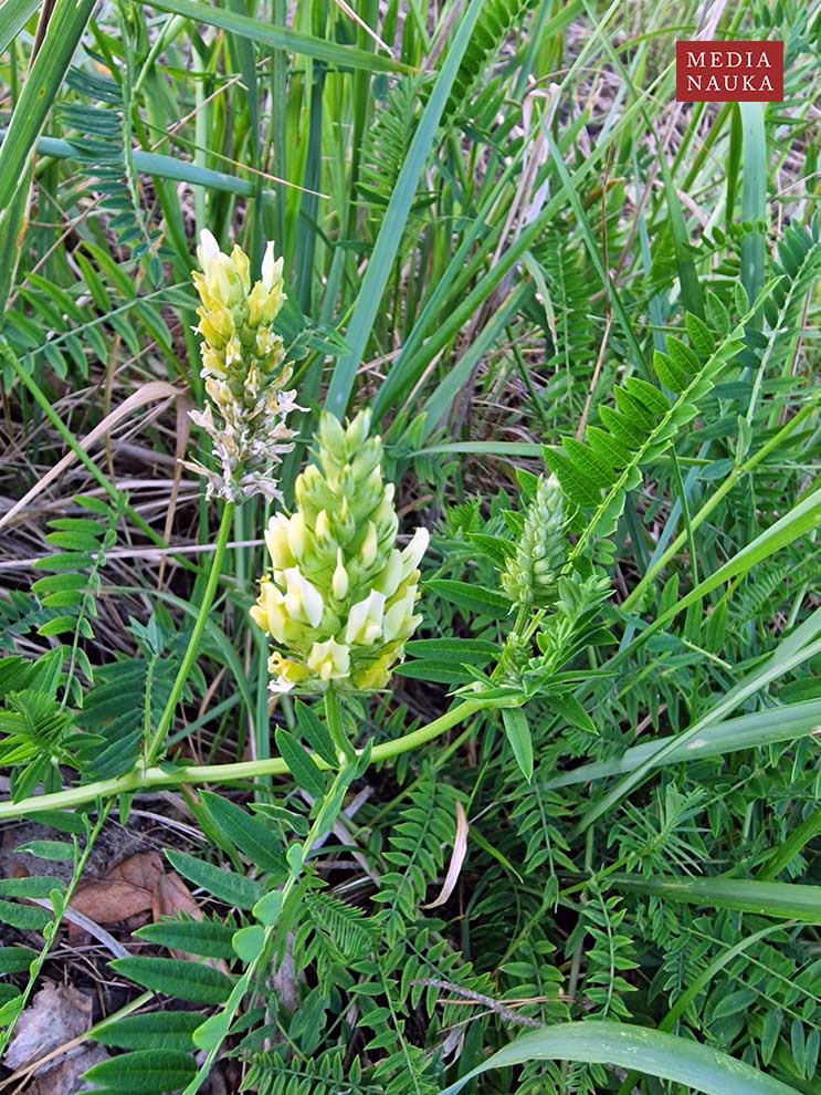 traganek pęcherzykowaty (Astragalus cicer)