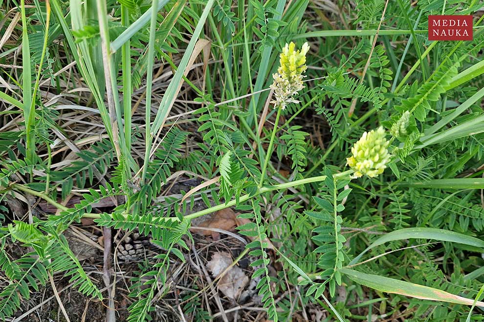 traganek pęcherzykowaty (Astragalus cicer)