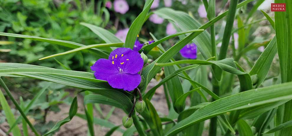 trzykrotka wirginijska (Tradescantia virginiana)