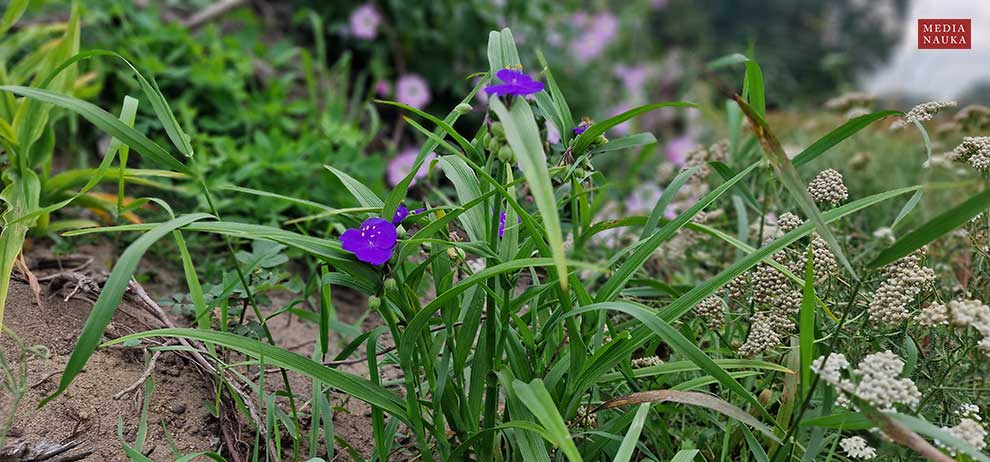 trzykrotka wirginijska (Tradescantia virginiana)