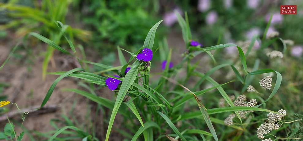 trzykrotka wirginijska (Tradescantia virginiana)