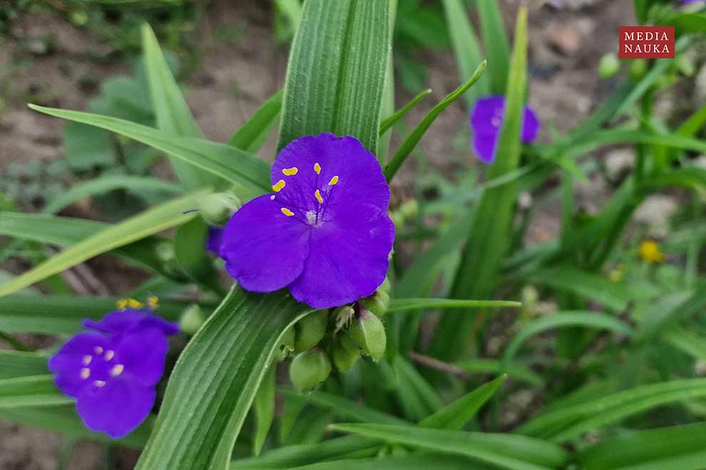 trzykrotka wirginijska (Tradescantia virginiana)