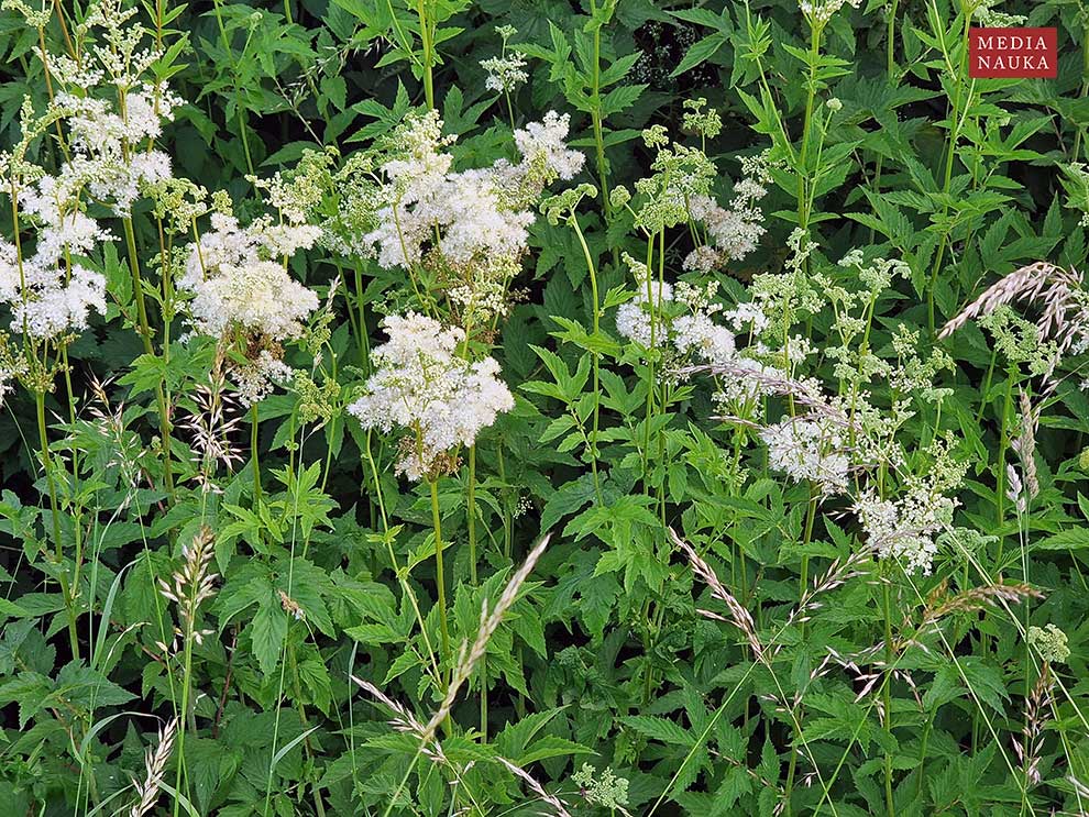 wiązówka błotna (Filipendula ulmaria)