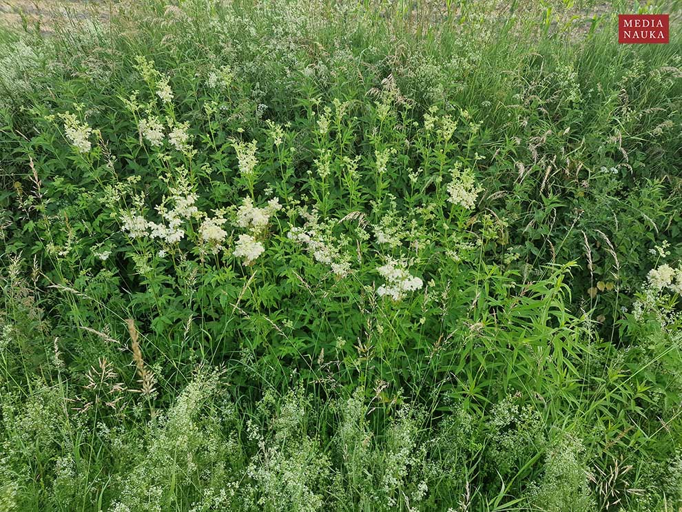 wiązówka błotna (Filipendula ulmaria)