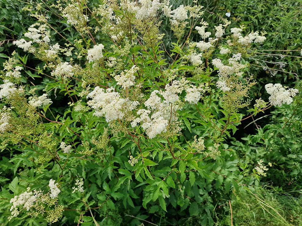 wiązówka błotna (Filipendula ulmaria)