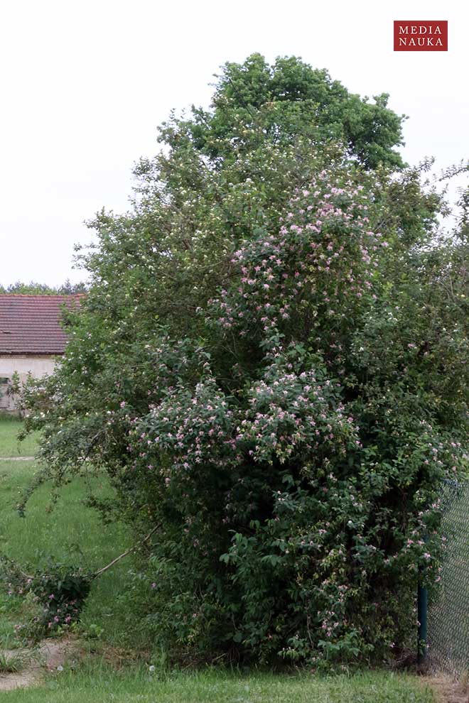 wiciokrzew tatarski (Lonicera tatarica)