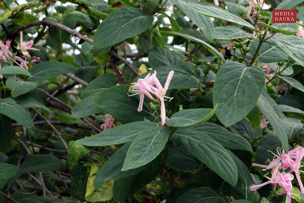 wiciokrzew tatarski (Lonicera tatarica)