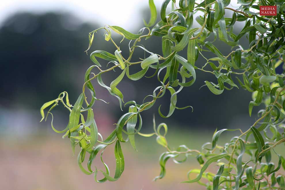 wierzba mandżurska (Salix Erythroflexuosa)