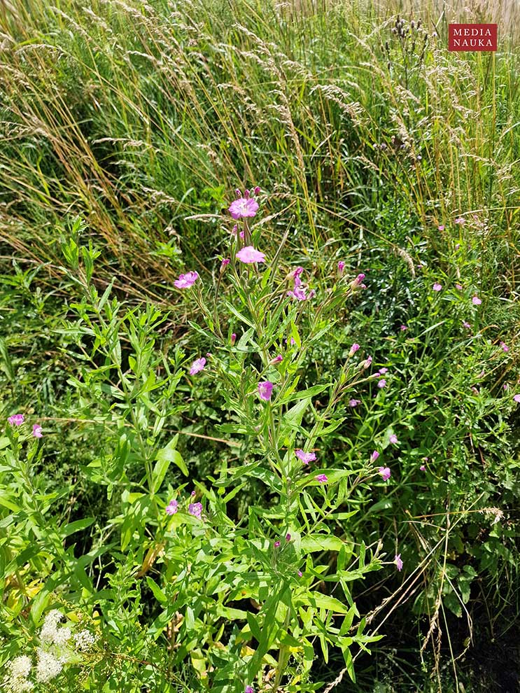 wierzbownica kosmata (Epilobium hirustum)