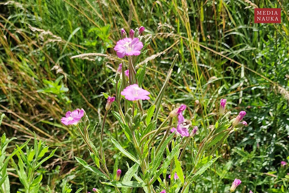 wierzbownica kosmata (Epilobium hirustum)