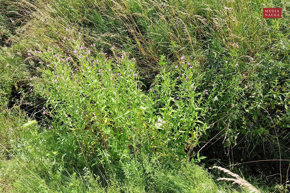 wierzbownica kosmata (Epilobium hirustum)