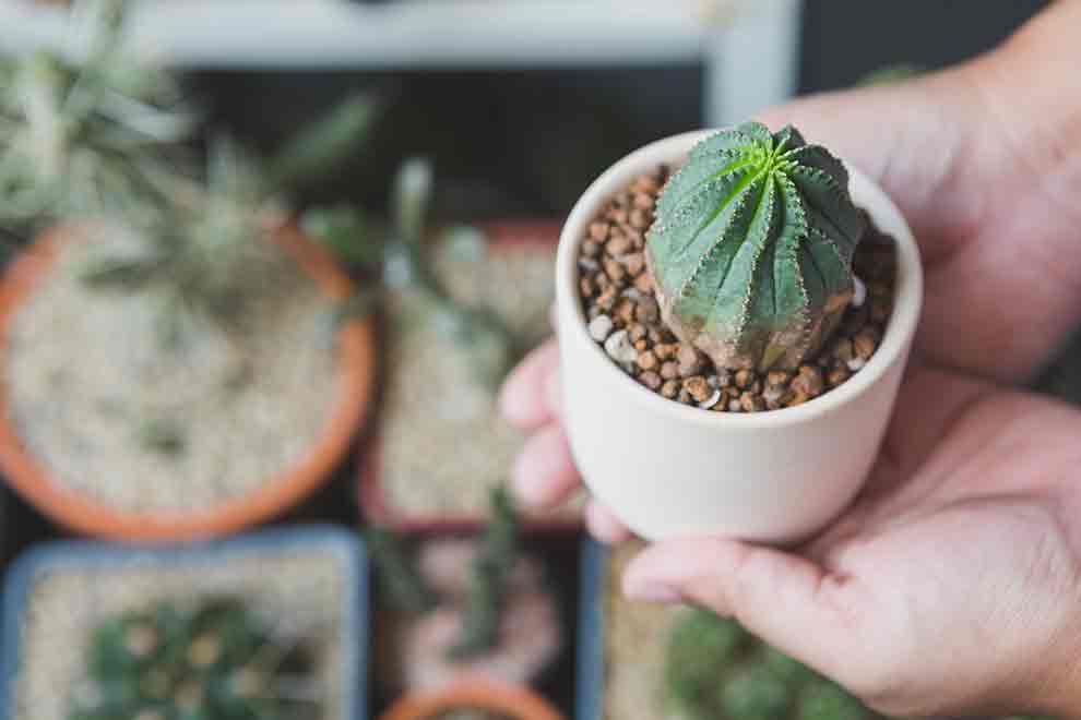 wilczomlecz opasły (Euphorbia obesa)