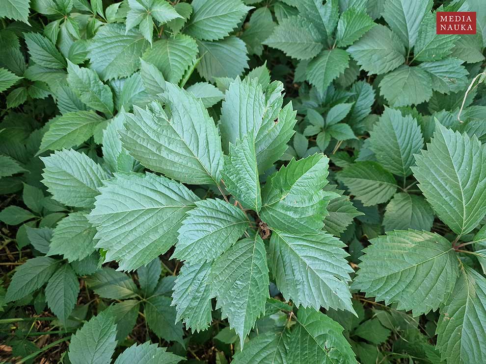 winobluszcz pięciolistkowy (Parthenocissus quinquefolia)