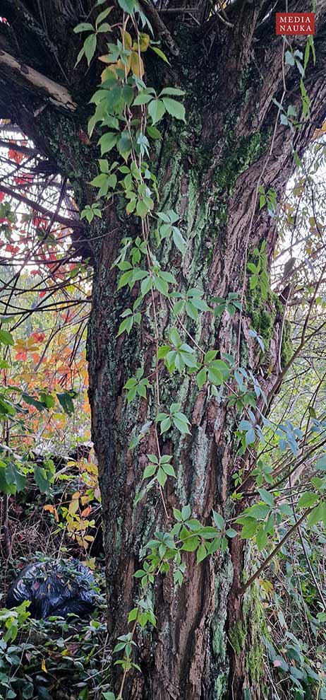 winobluszcz pięciolistkowy (Parthenocissus quinquefolia)