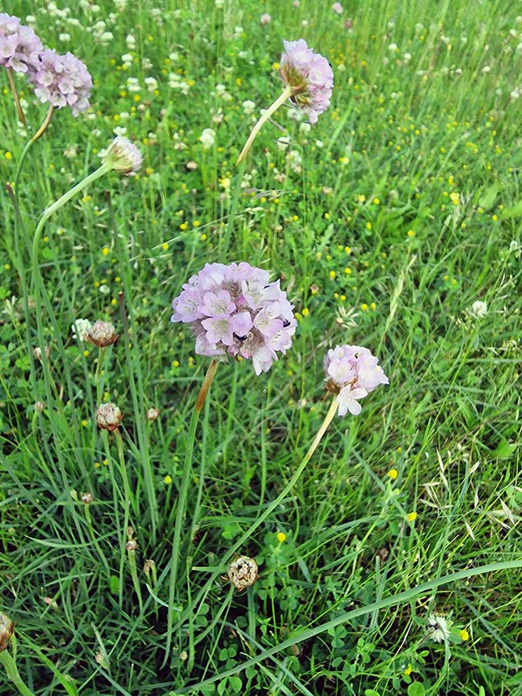 zawciąg pospolity, zawciąg nadmorski, laseczki (Armeria maritima)