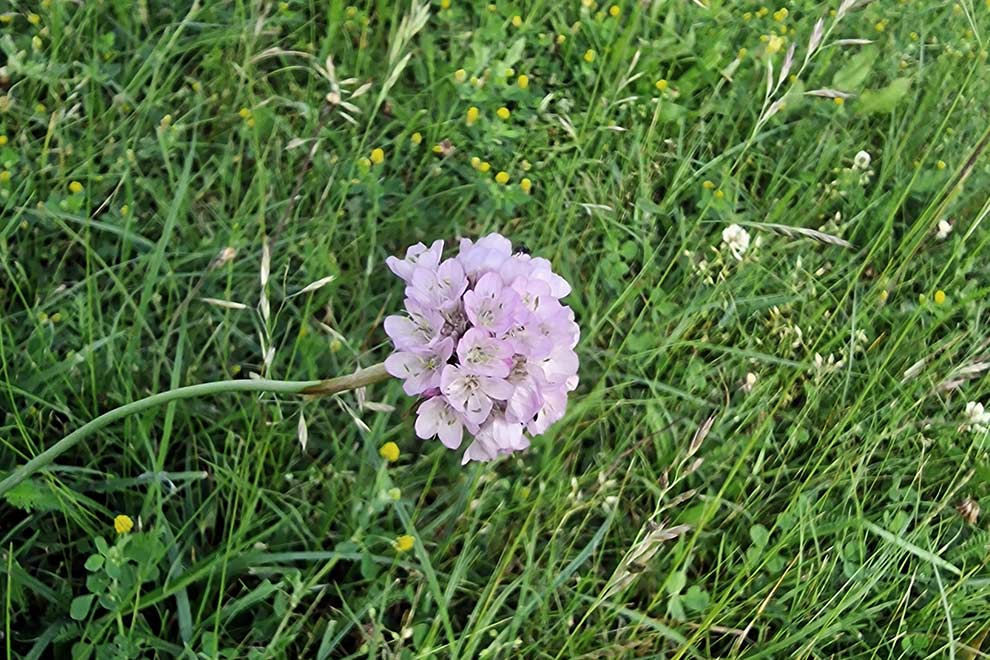 zawciąg pospolity, zawciąg nadmorski, laseczki (Armeria maritima)