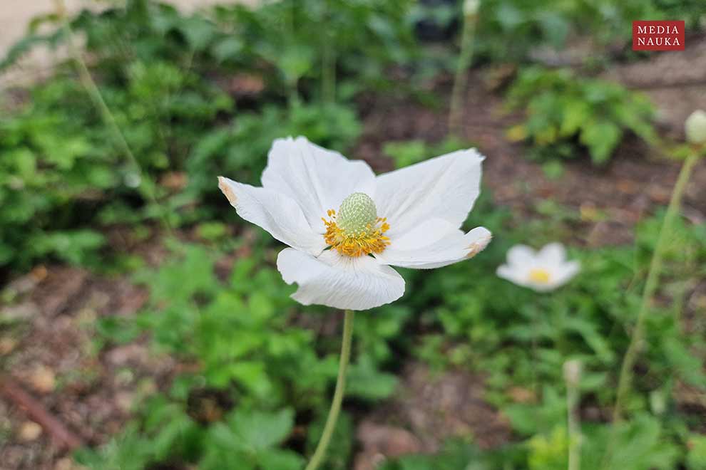 zawilec wielokwiatowy, zawilec leśny (Anemone sylvestris)